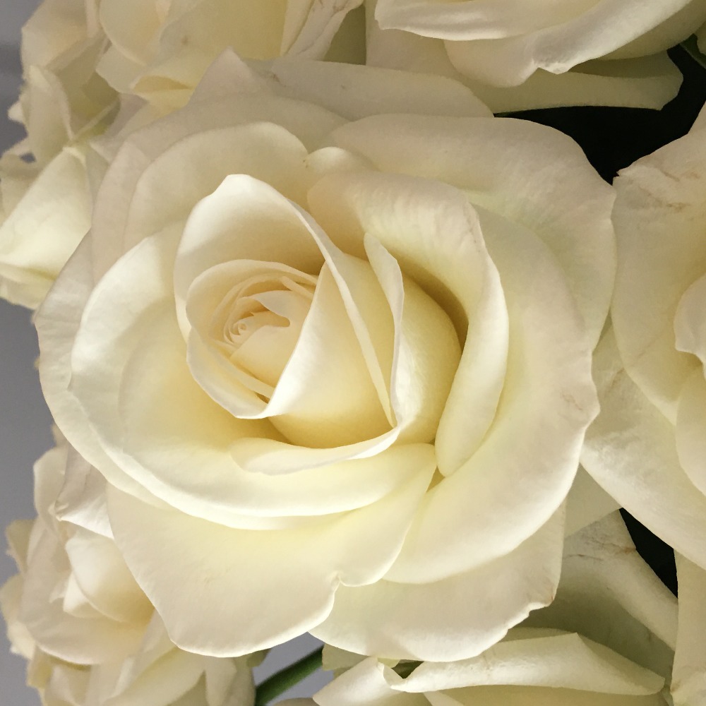 Meet your Posher, Rosemary